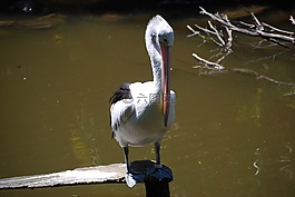 鵜,鳥,野生生活