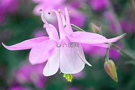 akelei,粉紅色,花卉