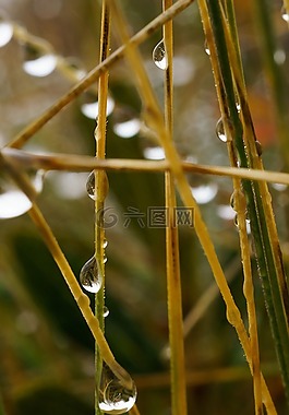 霧,葉片草,一滴水