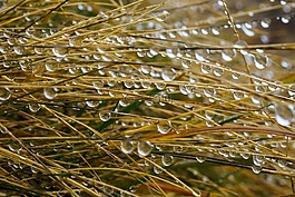 霧,葉片草,一滴水
