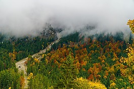 霧,oberstdorf,樹木