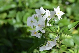 鲜花,白色的花,绿色树叶