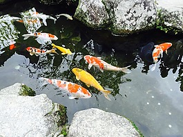 日本,福岡,錦鋰