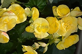 黃色的花,jardiniere,性質(zhì)