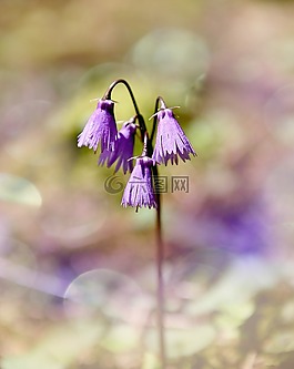 野花,森林花卉,桔梗