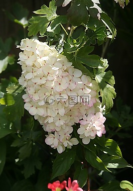 繡球panticulata,計劃,白