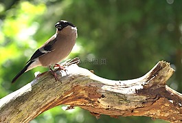 然佩爾,女性,鳥