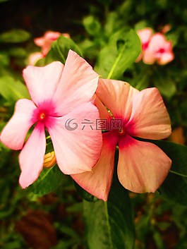 花,粉红色,橙色
