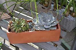 植物,插花,提供