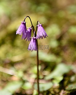 野花,森林花卉,桔梗