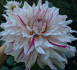 花,白,粉色