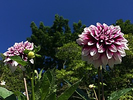 花,天空,深粉红色