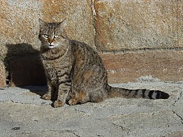 貓,brindle,休息