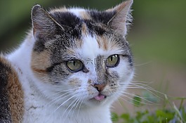 貓,舌,動物