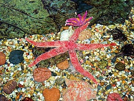 美麗,海星,水
