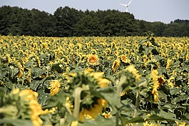 太陽(yáng)花,性質(zhì),景觀(guān)