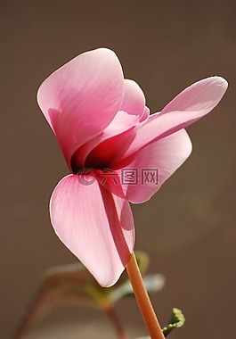 仙客來,粉紅色,植物區(qū)系