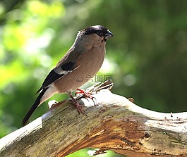 然佩爾,女性,鳥