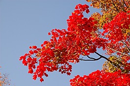 藍(lán)色的天空,秋天,秋