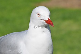 海鷗,鳥,羽毛