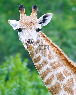 長(zhǎng)頸鹿,南非,野生動(dòng)物園