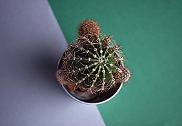 仙人掌,多汁,植物