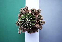 仙人掌,多汁,植物