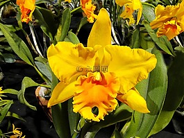 喇叭水仙,蘭花,鮮花