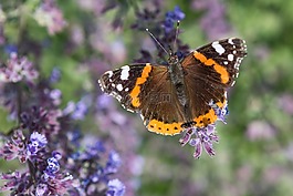 蝴蝶,性質,花園