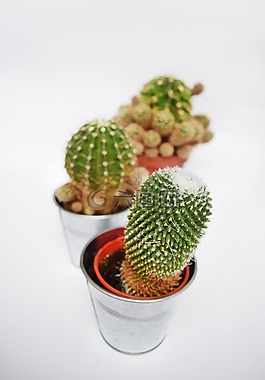 仙人掌,多汁,植物