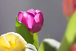 郁金香,花束,春天