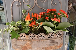 紅色的花朵,植物,jardiniere