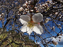樹,花,分支機構