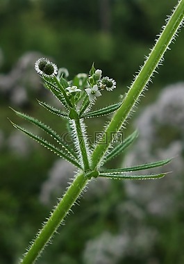 牛蒡,毛刺草,野草