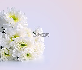 鮮花,菊花,白