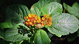 鮮花,橙色,黃色