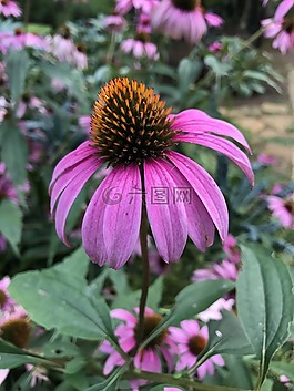 coneflower,自然,錐花