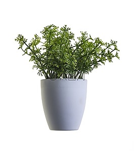 植物,綠色,工作表