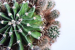 多汁,仙人掌,植物