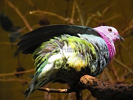 鴿子,鳥,豐富多彩