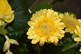 黃色的花,性質(zhì),花園