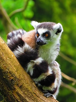 環(huán)尾狐猴,狐猴,哺乳動(dòng)物