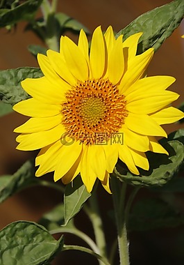 太陽花,大,開花