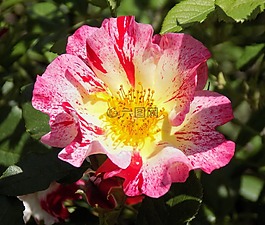 玫瑰,性質(zhì),花卉