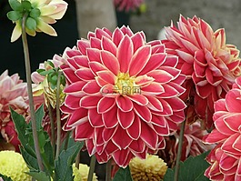 鮮花,大麗花,園藝