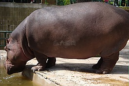 動物園,巴塞羅那,河馬