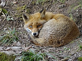 ?？怂?野生動物公園,動物