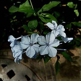 蓝色,花卉,蓝色的花
