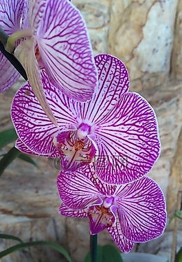 蘭花,花卉,羅莎