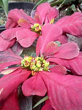 紅色,花卉,黃色